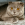 Scottish Fold